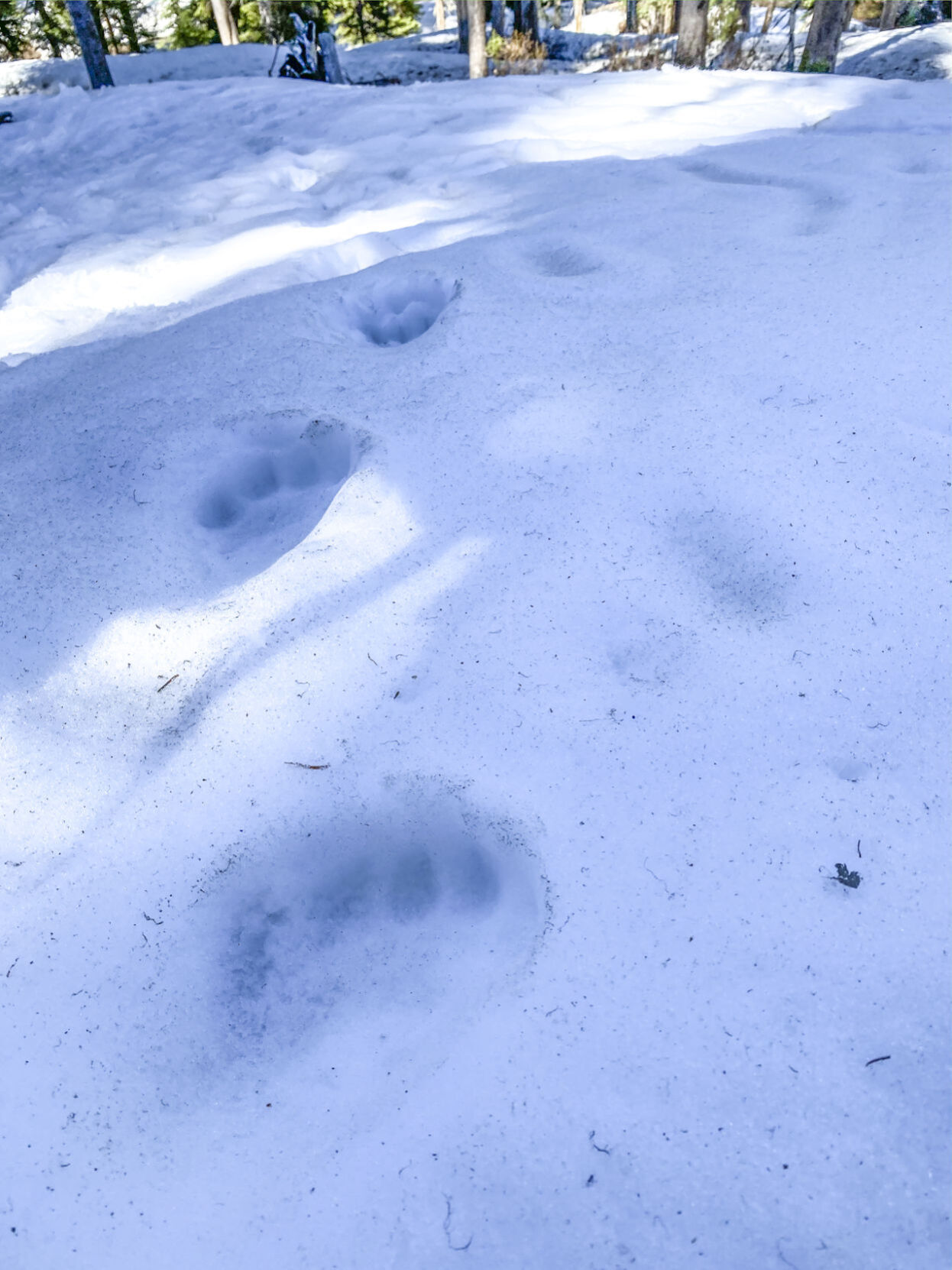 Bear tracks